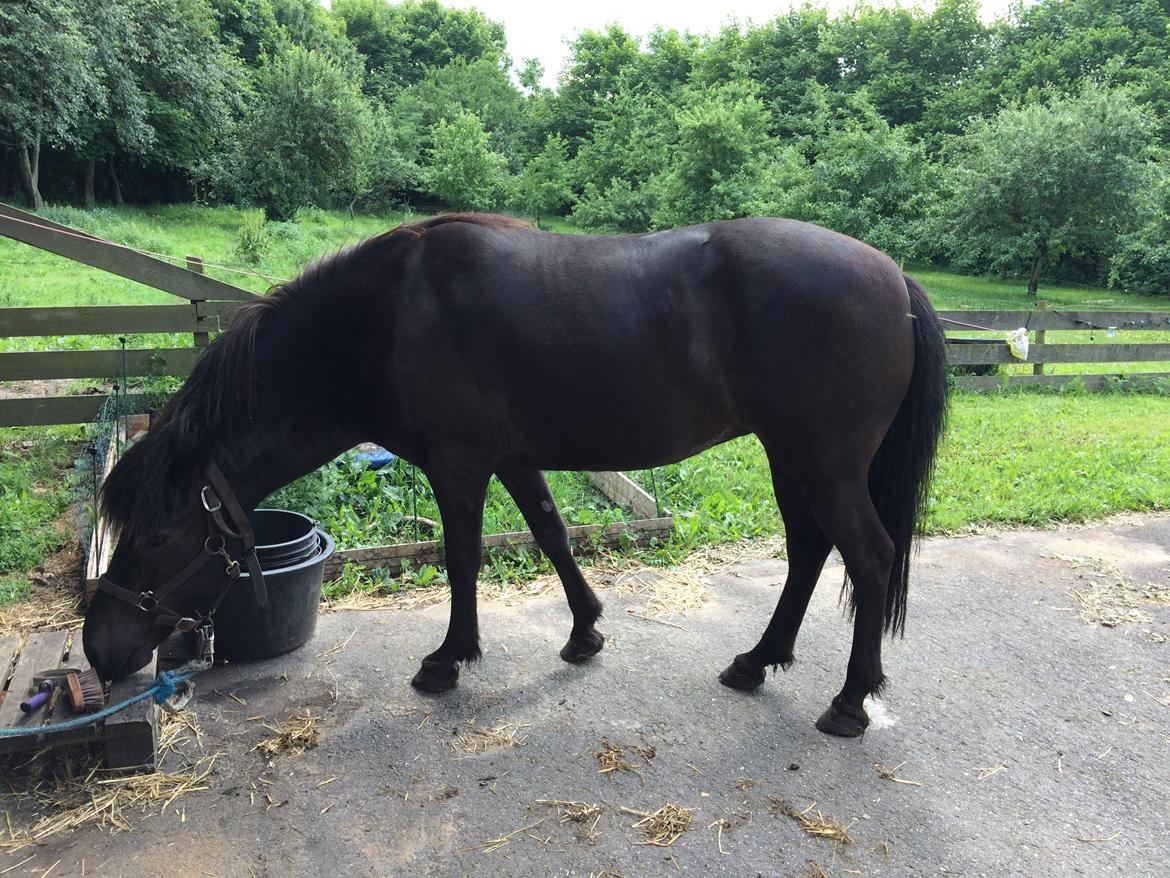Islænder Sanna fra Åsbæk  billede 11