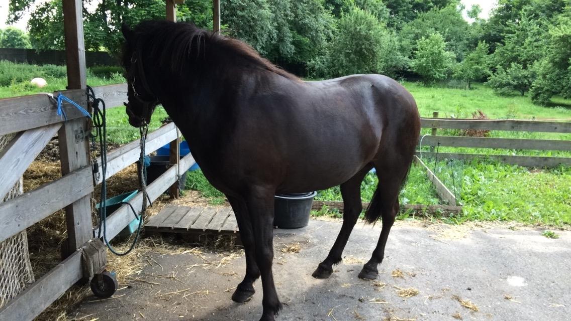 Islænder Sanna fra Åsbæk  billede 12