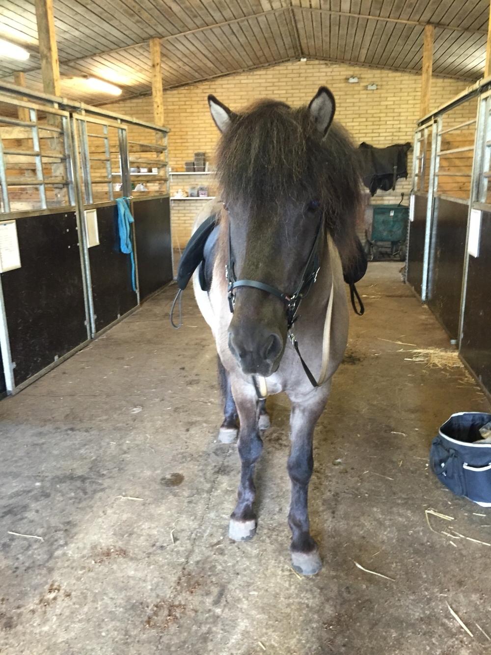 Islænder Þór frá tjörn billede 7