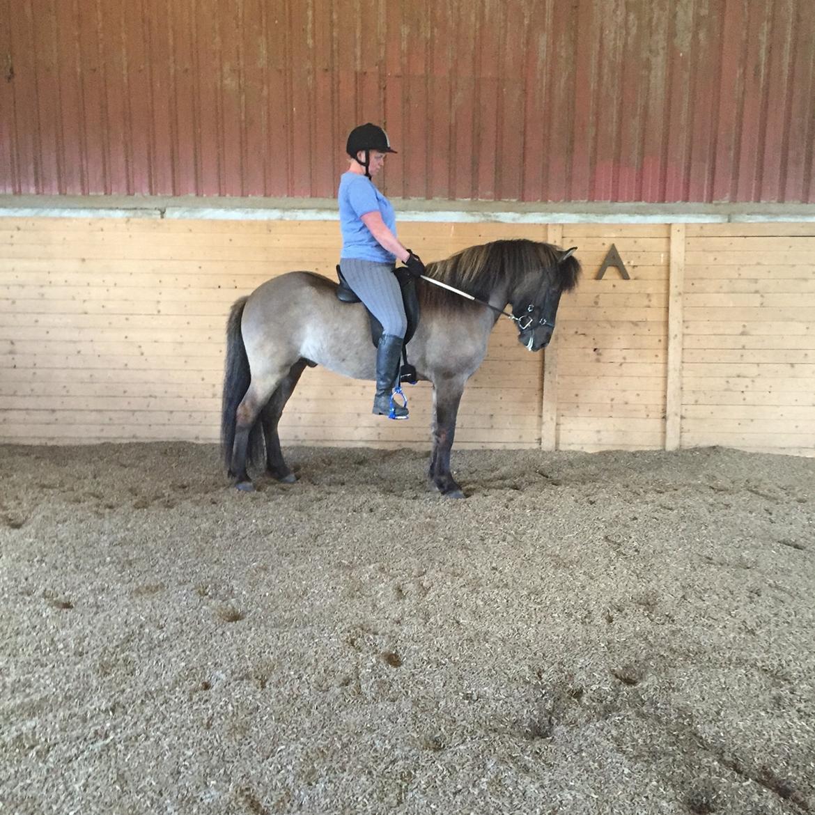 Islænder Þór frá tjörn billede 9