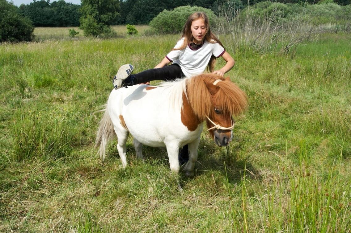 Anden særlig race Buller billede 16