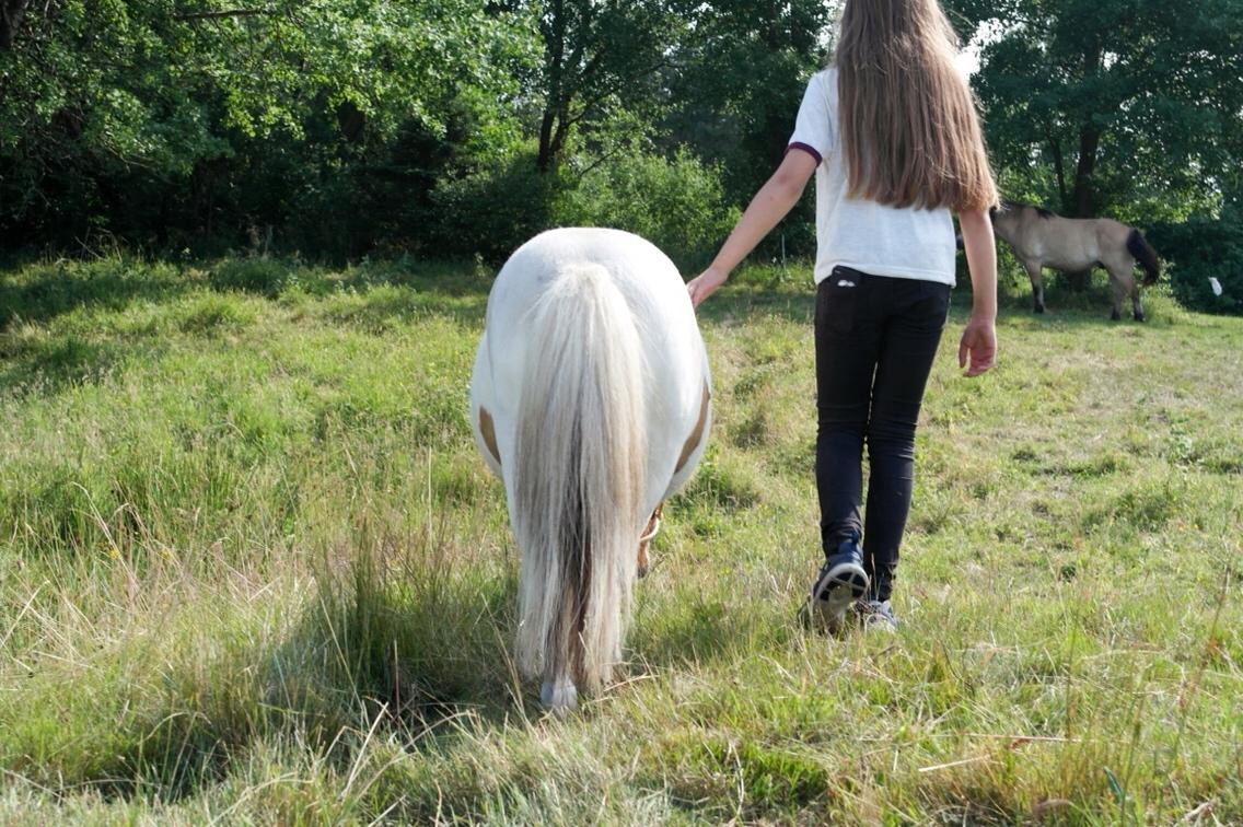 Anden særlig race Buller billede 17