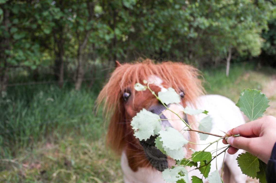 Anden særlig race Buller billede 19