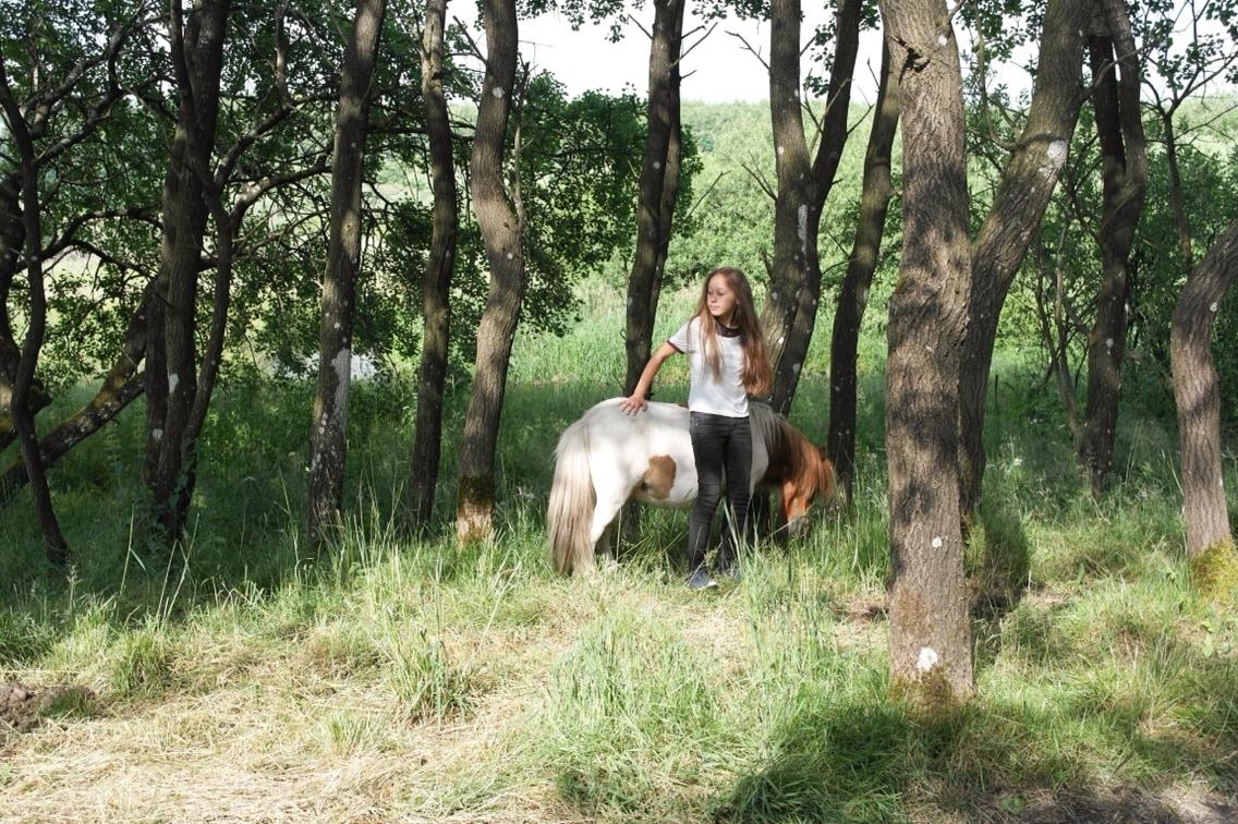 Anden særlig race Buller billede 18