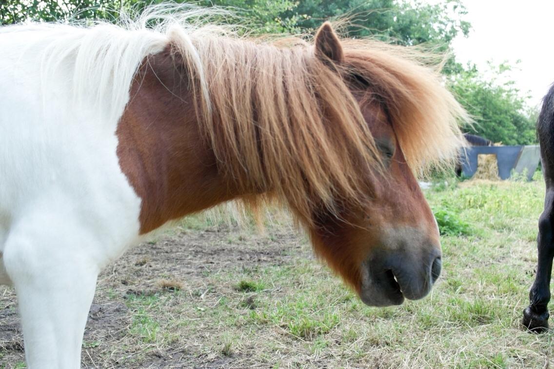 Anden særlig race Buller billede 20