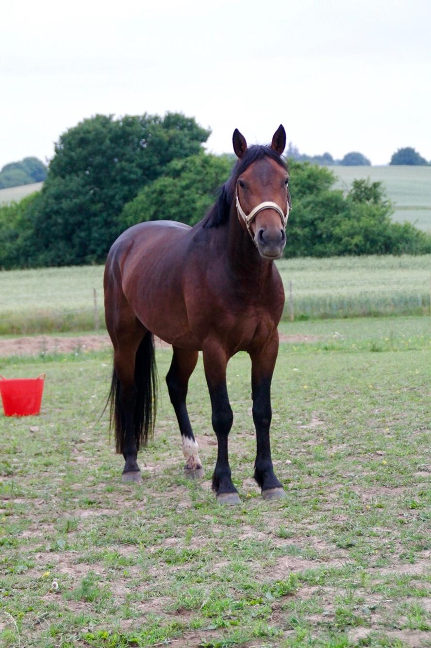 Anden særlig race Fibiger's Påø Laszlo billede 8