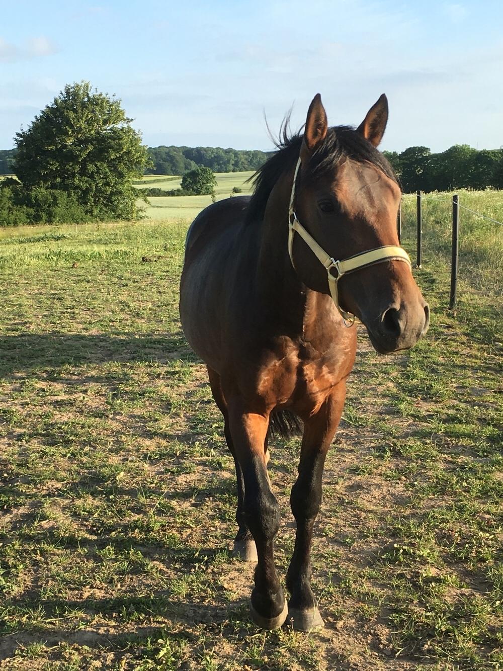 Anden særlig race Fibiger's Påø Laszlo billede 9