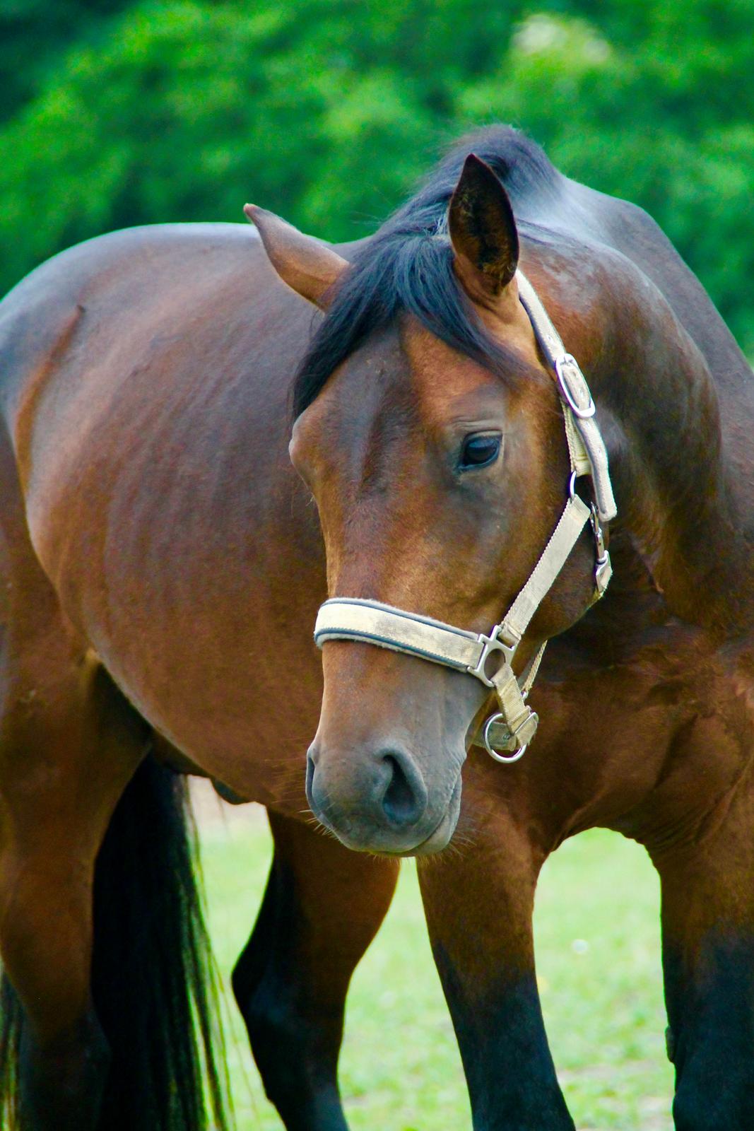 Anden særlig race Fibiger's Påø Laszlo billede 4