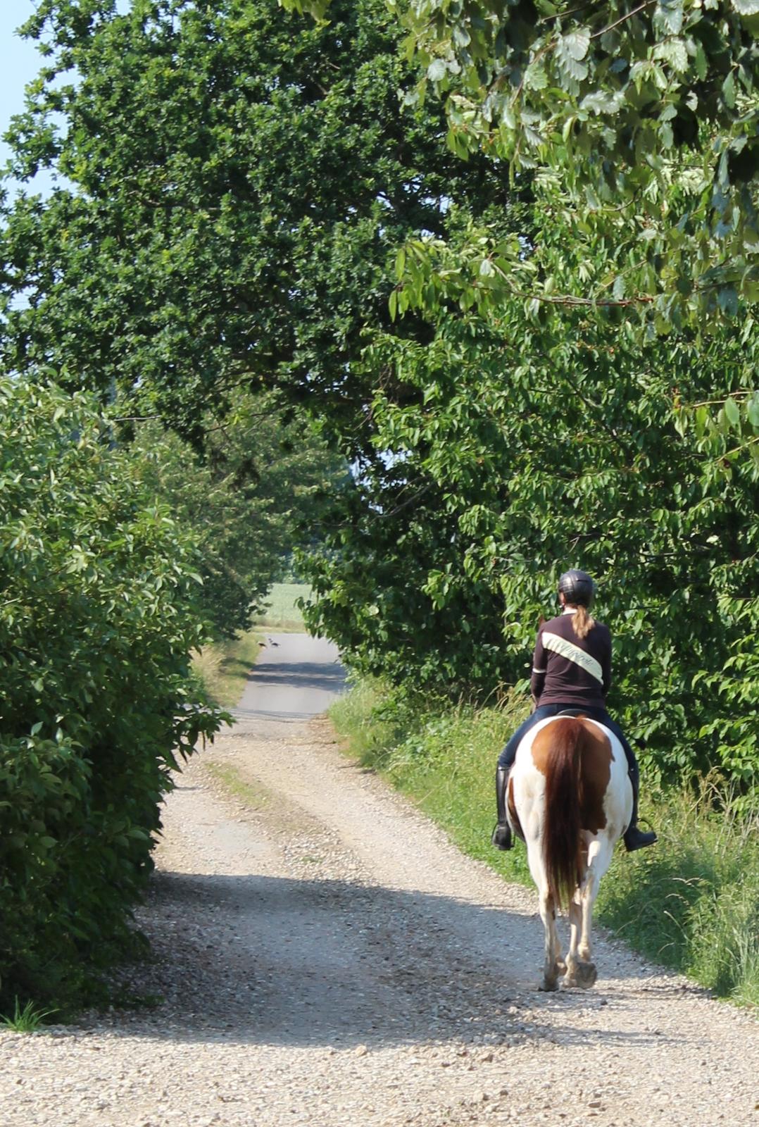 Pinto Rts-elegance india billede 10