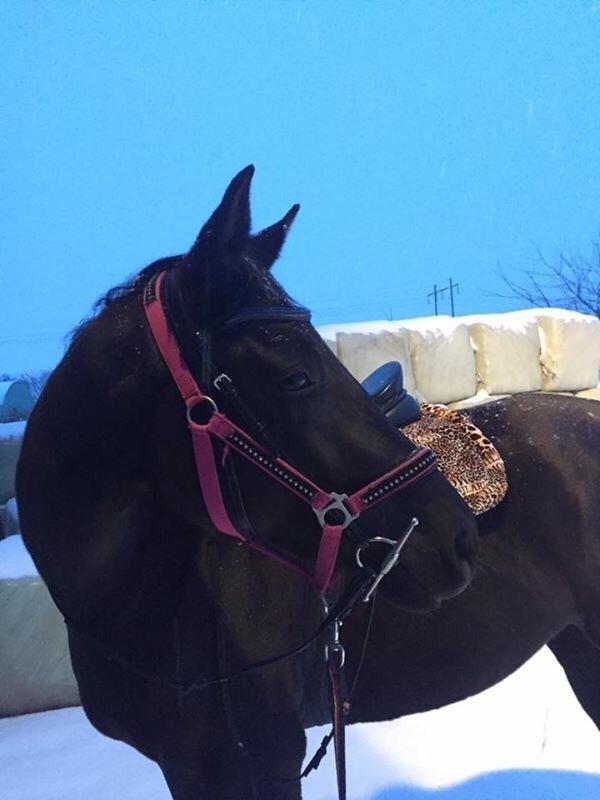 Dansk Varmblod Faabækgaards Truely Devinded [himmelhest] billede 20