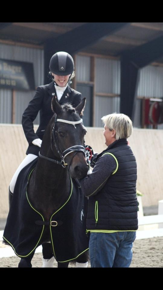 Welsh Cob (sec D) Kildegaards Ramses billede 2