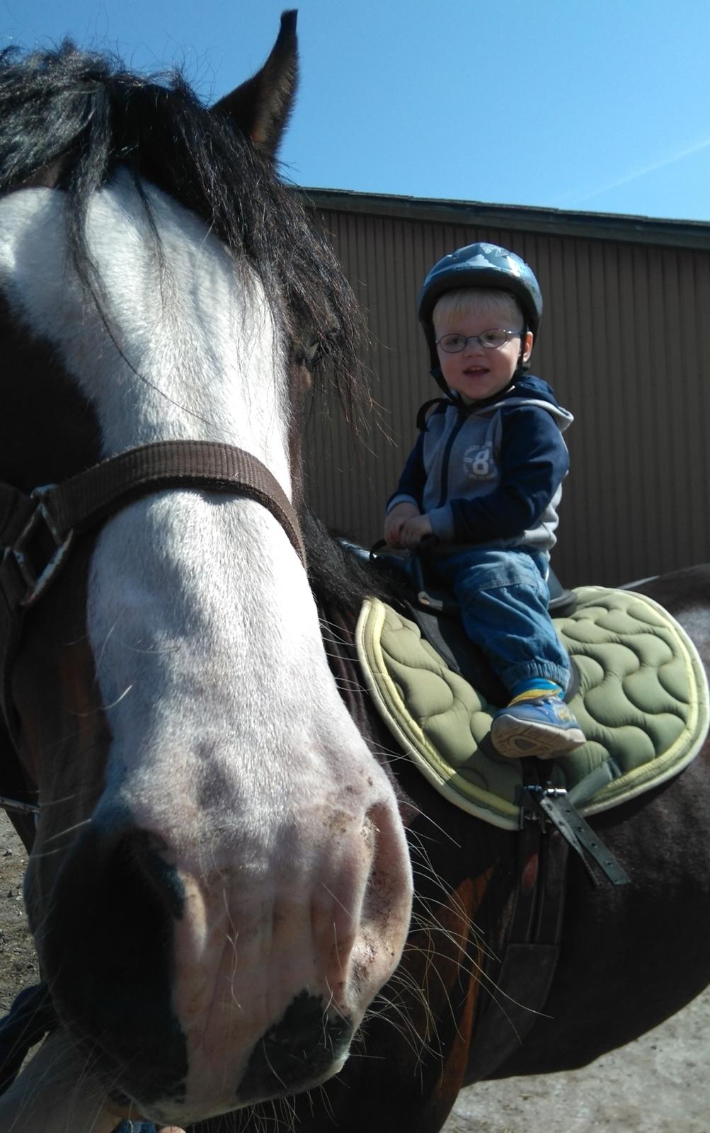 Welsh Cob (sec D) Kildegaards Sir Robert billede 13