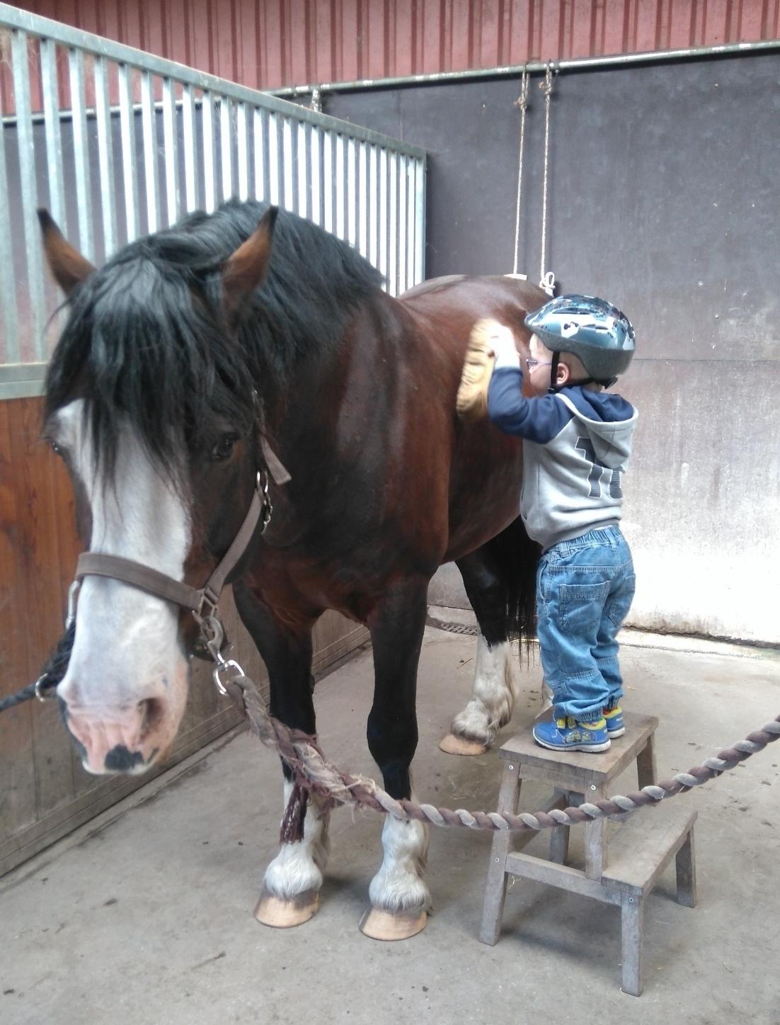 Welsh Cob (sec D) Kildegaards Sir Robert billede 5