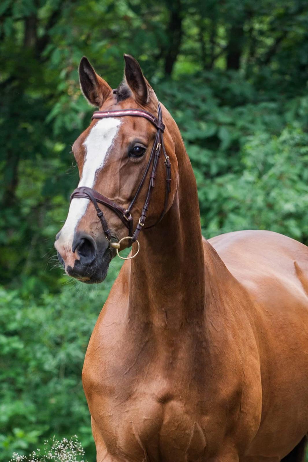 Dansk Varmblod My Choice - Foto: Camilla Thorsager (Mylles part) billede 20