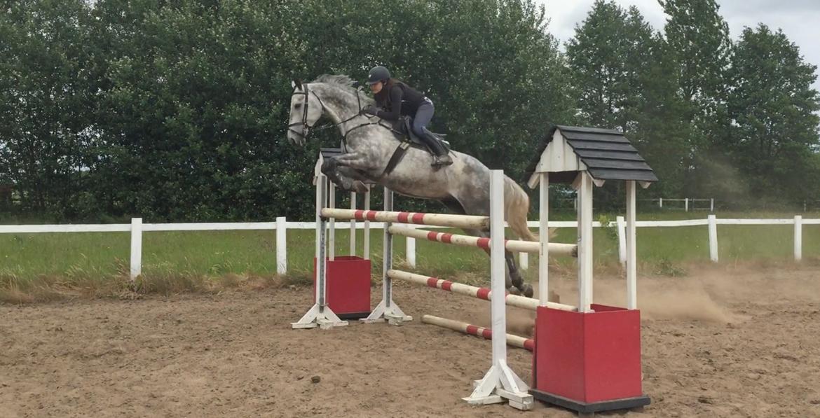 Dansk Varmblod Cizano billede 2