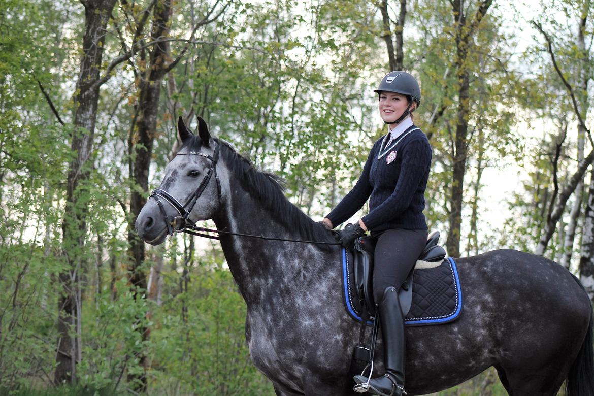 Dansk Varmblod Venita højvang billede 1