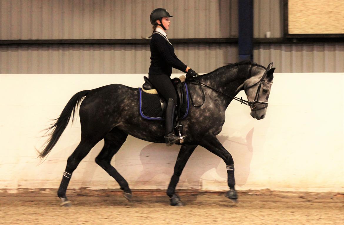 Dansk Varmblod Venita højvang billede 2