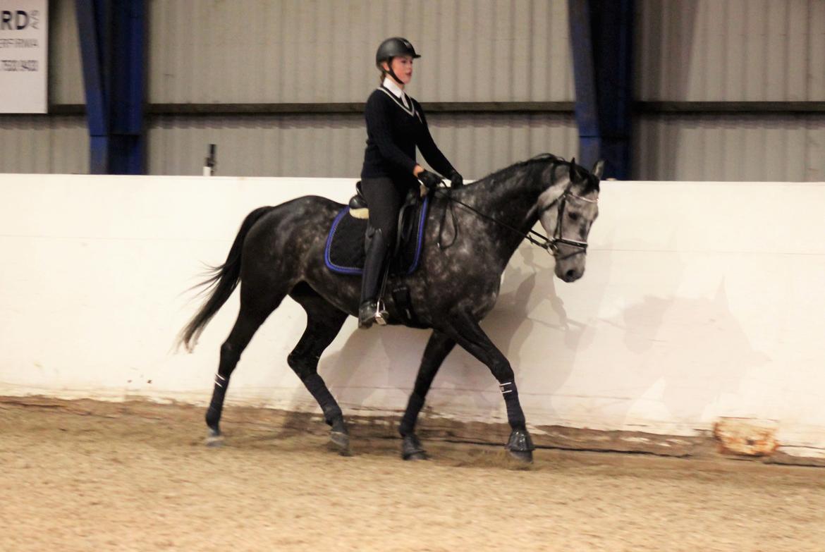 Dansk Varmblod Venita højvang billede 10