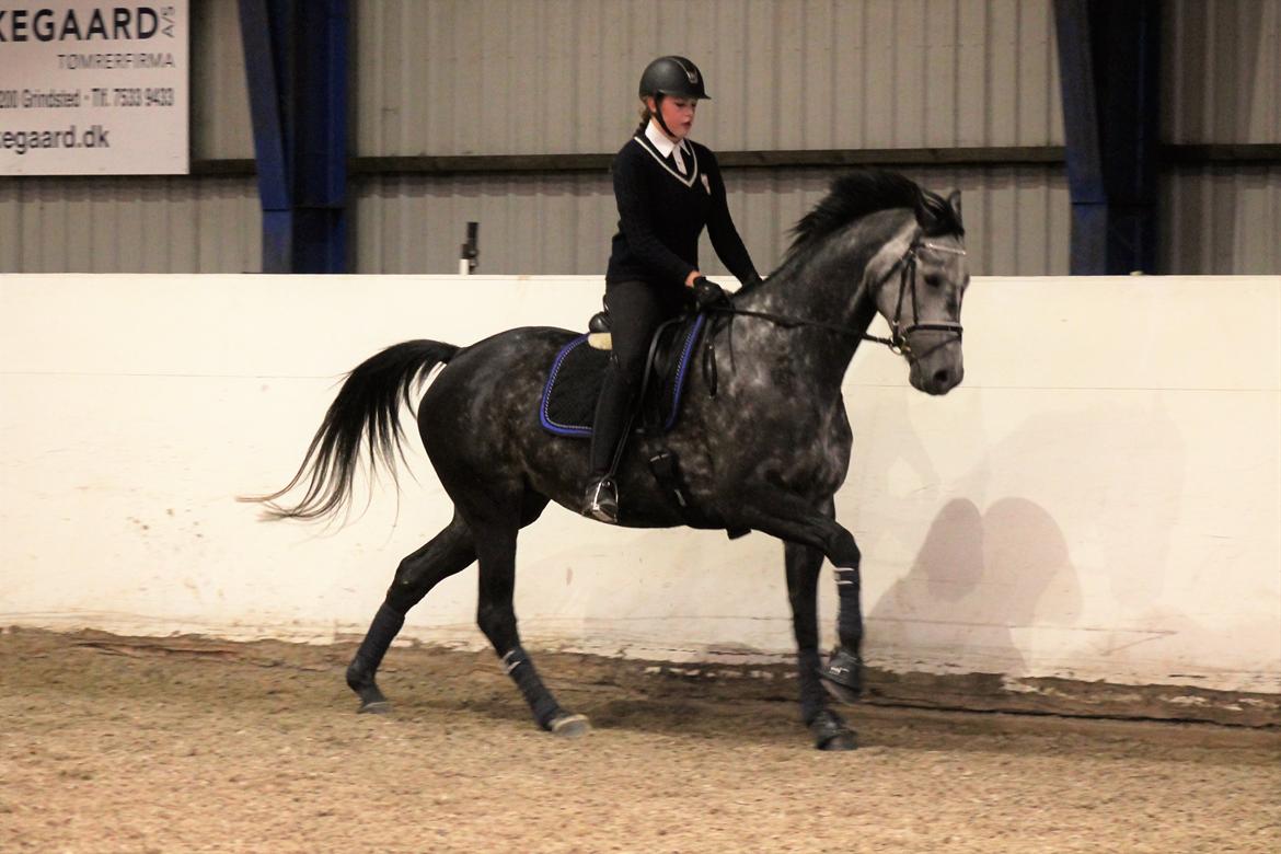 Dansk Varmblod Venita højvang billede 12