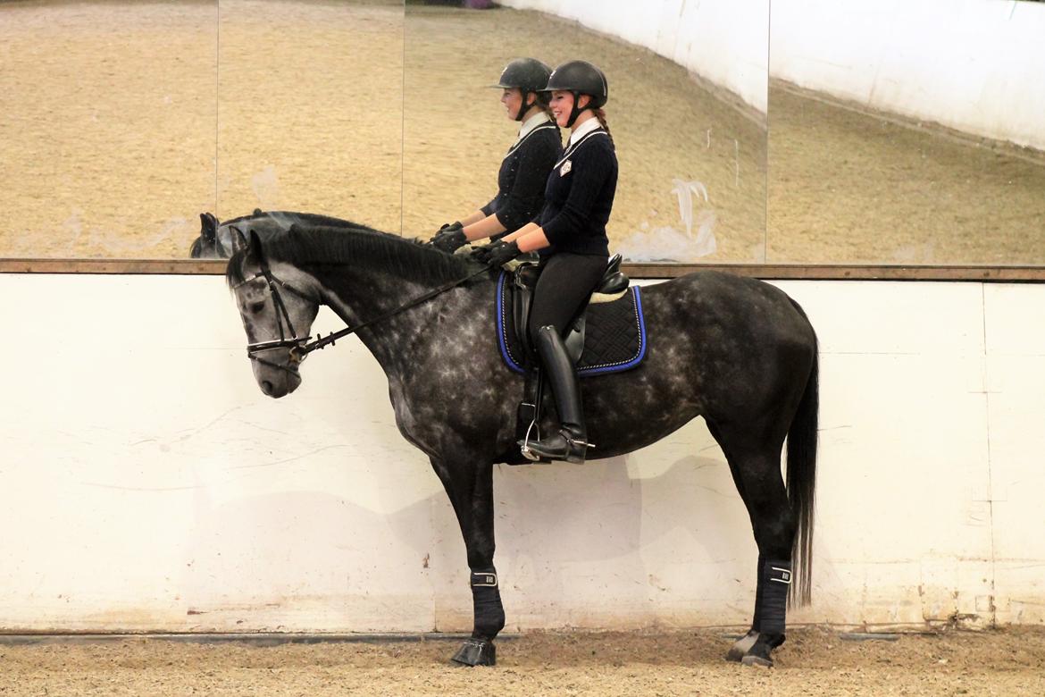 Dansk Varmblod Venita højvang billede 5