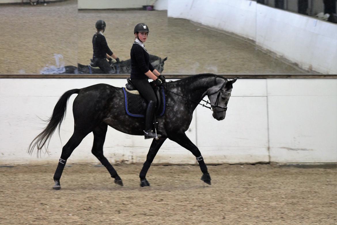 Dansk Varmblod Venita højvang billede 7