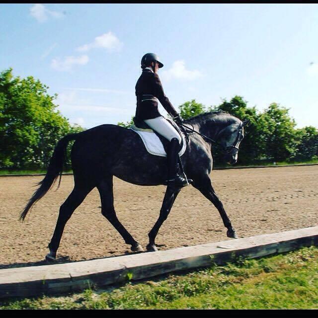 Dansk Varmblod Venita højvang billede 6