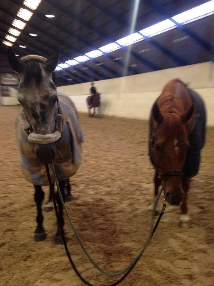 Dansk Varmblod Venita højvang billede 9