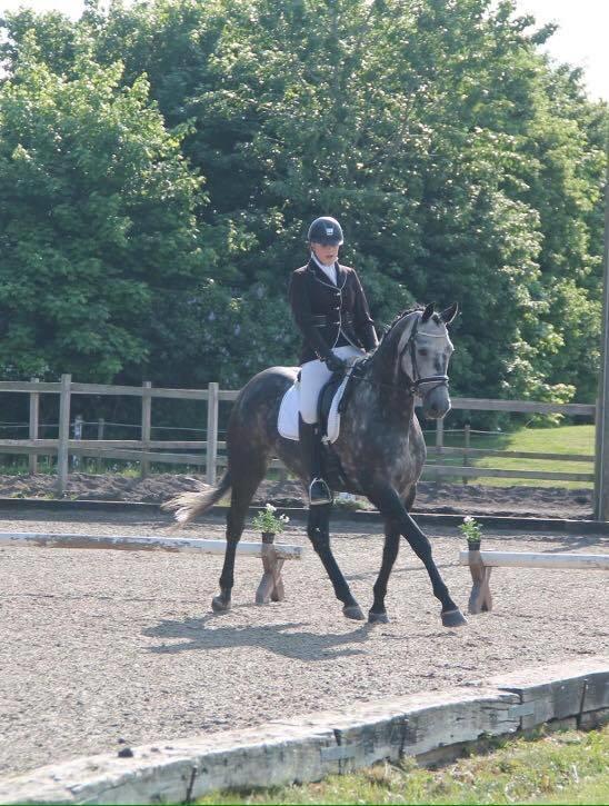 Dansk Varmblod Venita højvang billede 8