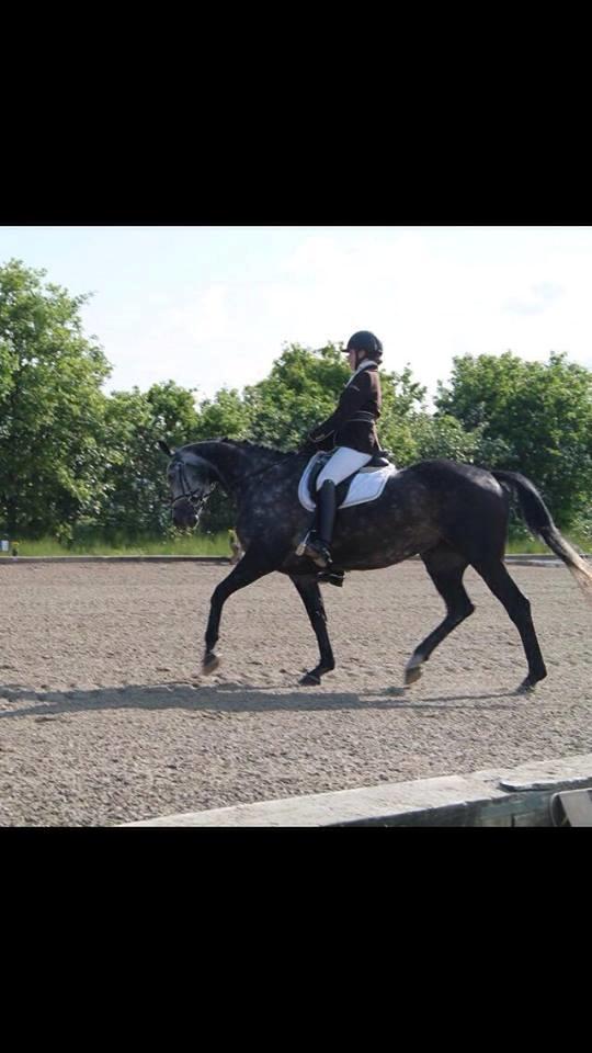 Dansk Varmblod Venita højvang billede 11