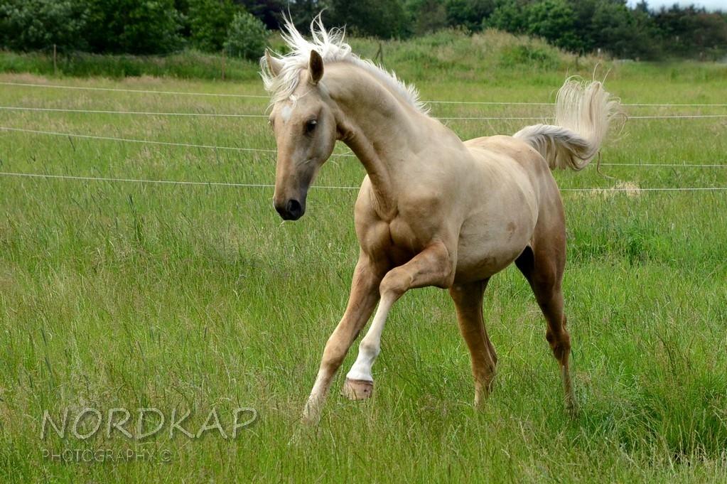 American Saddlebred Playgirl´s next golden Star billede 21