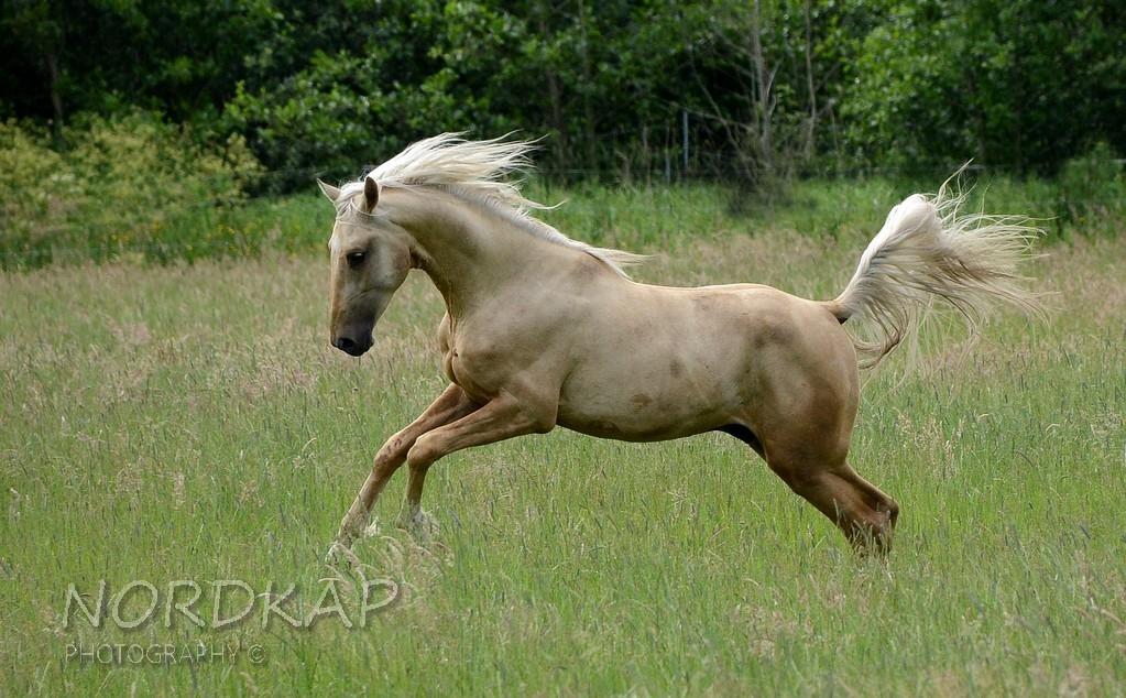 American Saddlebred Playgirl´s next golden Star billede 23