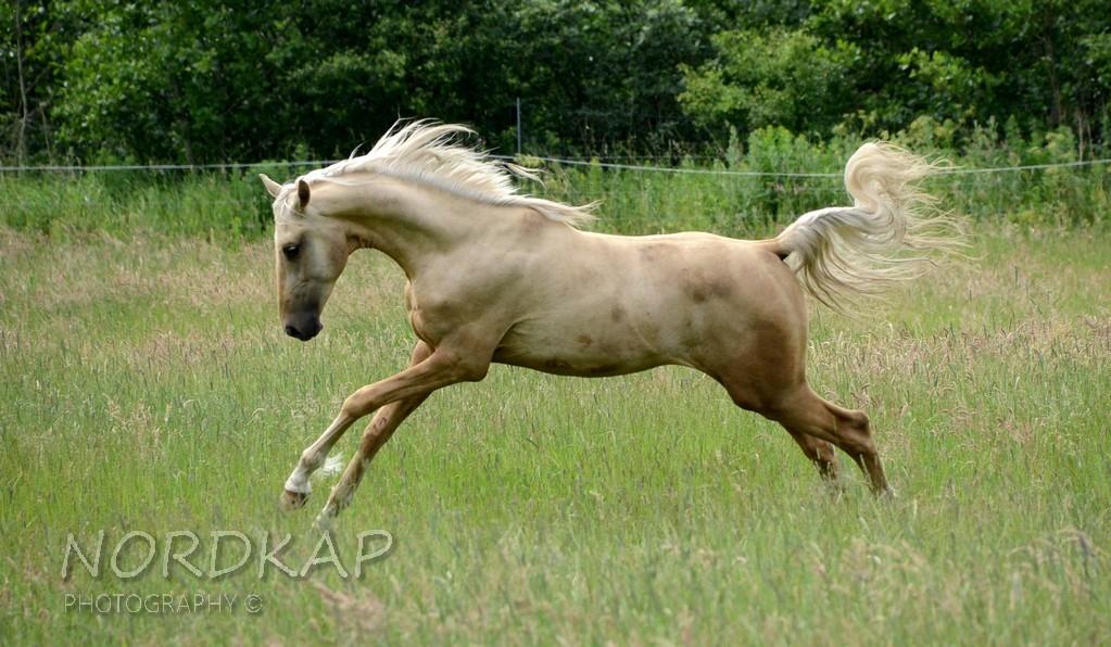 American Saddlebred Playgirl´s next golden Star billede 22