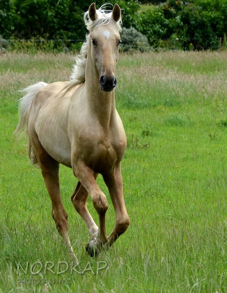 American Saddlebred Playgirl´s next golden Star billede 24