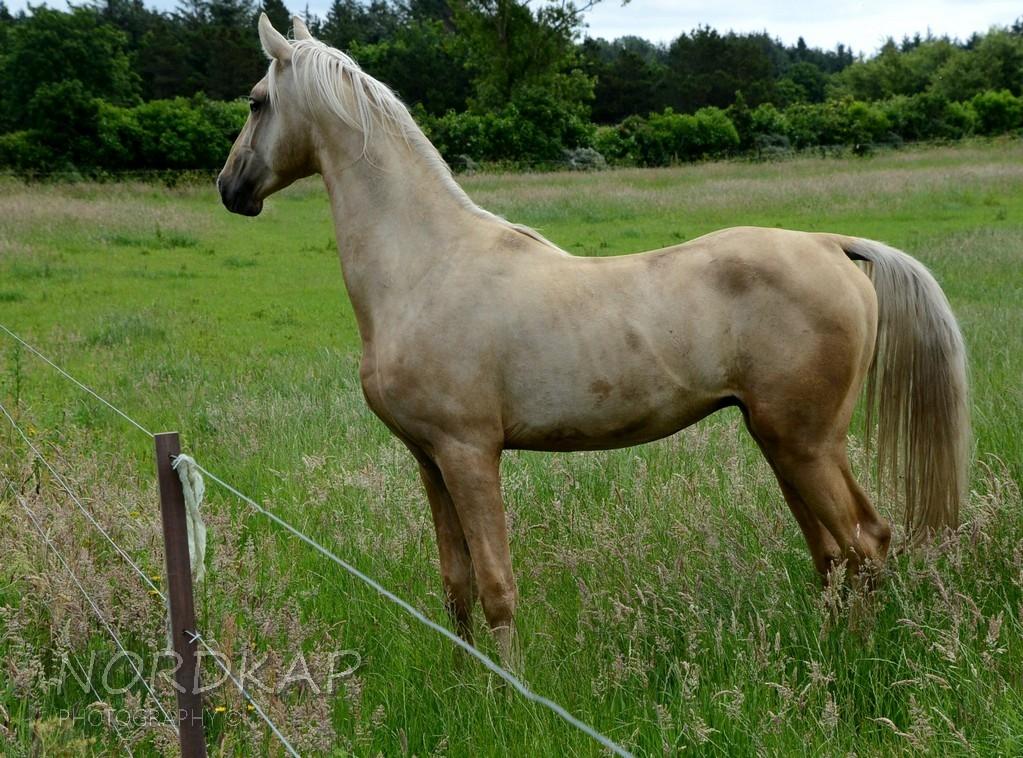 American Saddlebred Playgirl´s next golden Star billede 25