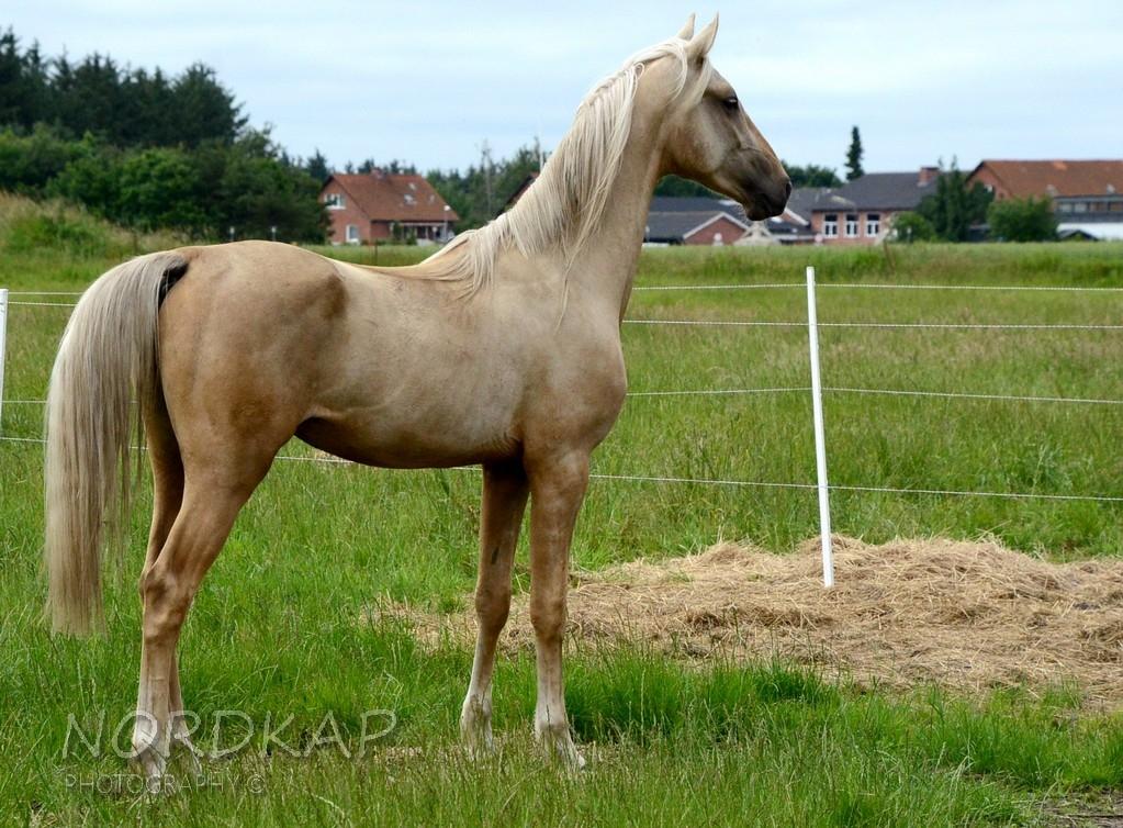 American Saddlebred Playgirl´s next golden Star billede 26