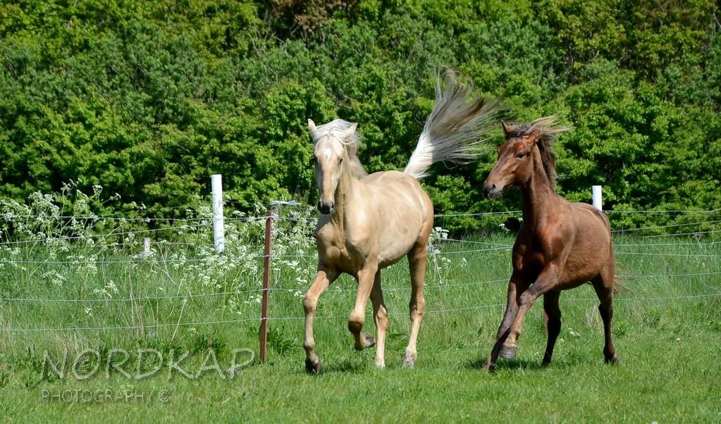 American Saddlebred Playgirl´s next golden Star billede 1