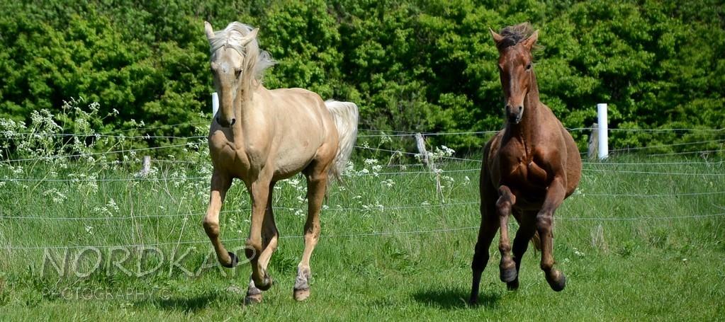 American Saddlebred Playgirl´s next golden Star billede 2