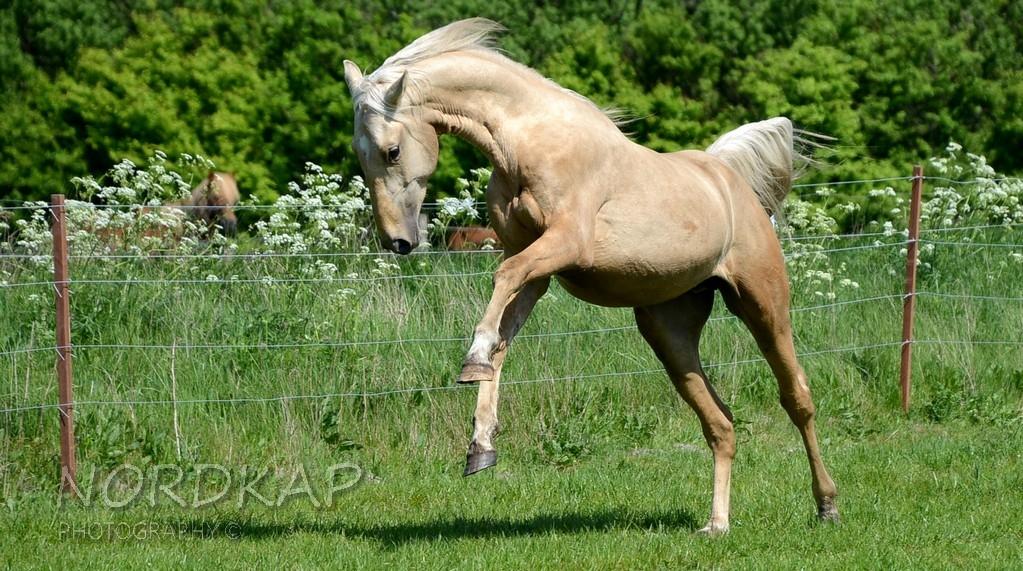 American Saddlebred Playgirl´s next golden Star billede 3