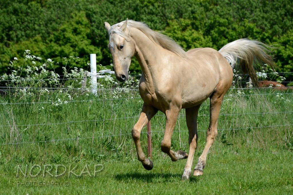 American Saddlebred Playgirl´s next golden Star billede 4