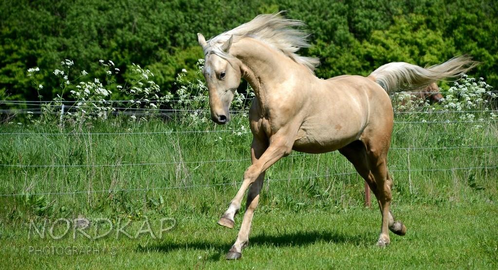 American Saddlebred Playgirl´s next golden Star billede 5