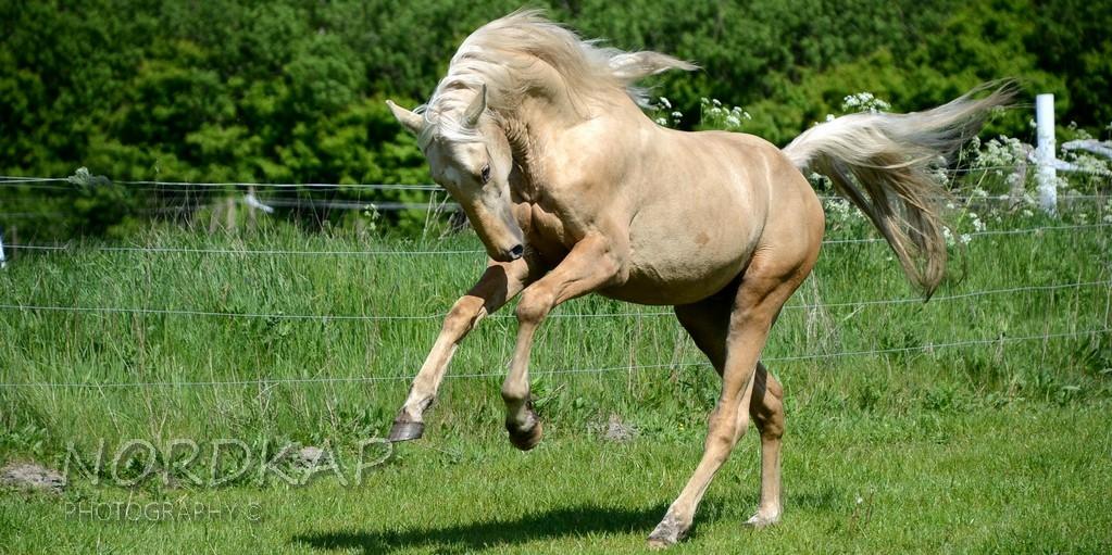American Saddlebred Playgirl´s next golden Star billede 6