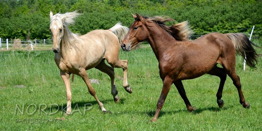 American Saddlebred Playgirl´s next golden Star billede 7