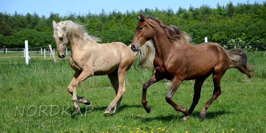 American Saddlebred Playgirl´s next golden Star billede 8