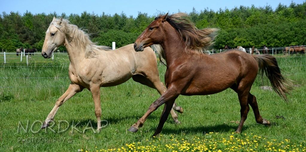 American Saddlebred Playgirl´s next golden Star billede 9