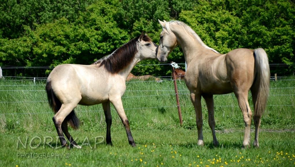 American Saddlebred Playgirl´s next golden Star billede 10
