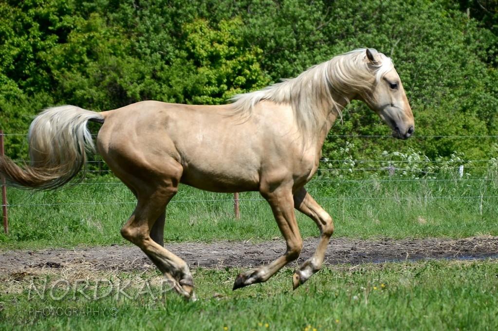 American Saddlebred Playgirl´s next golden Star billede 11