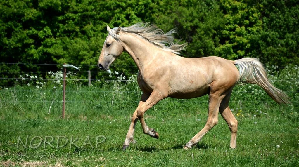 American Saddlebred Playgirl´s next golden Star billede 14