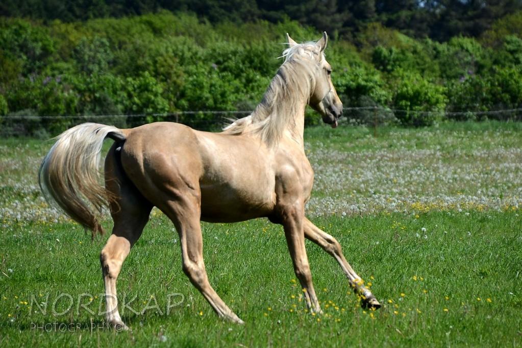 American Saddlebred Playgirl´s next golden Star billede 12
