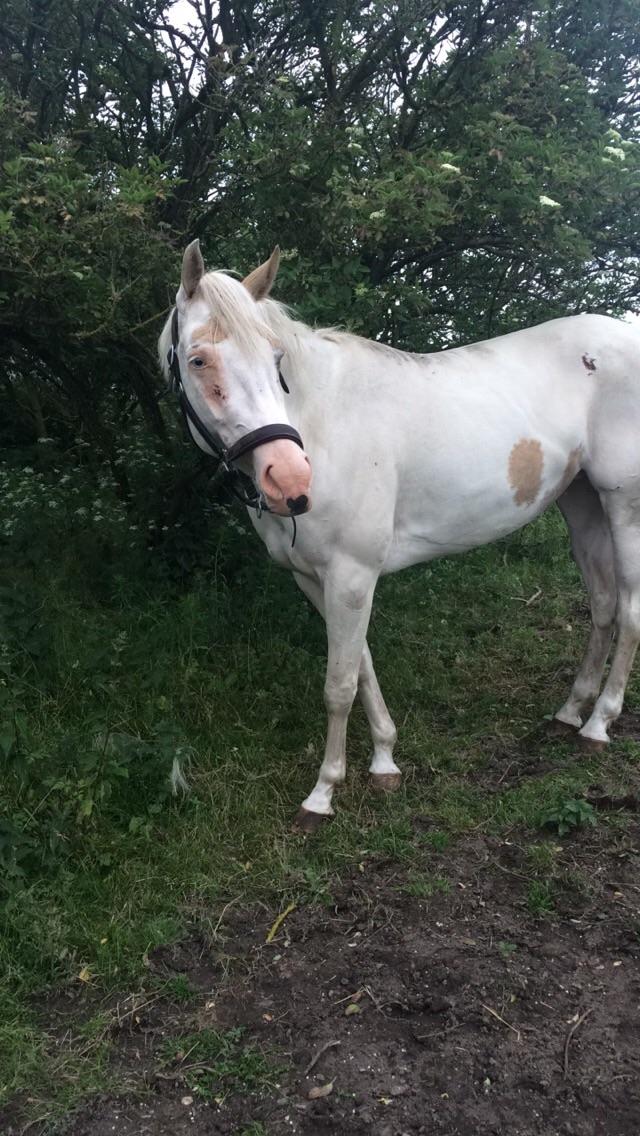 Paint CW Snow Qween billede 4