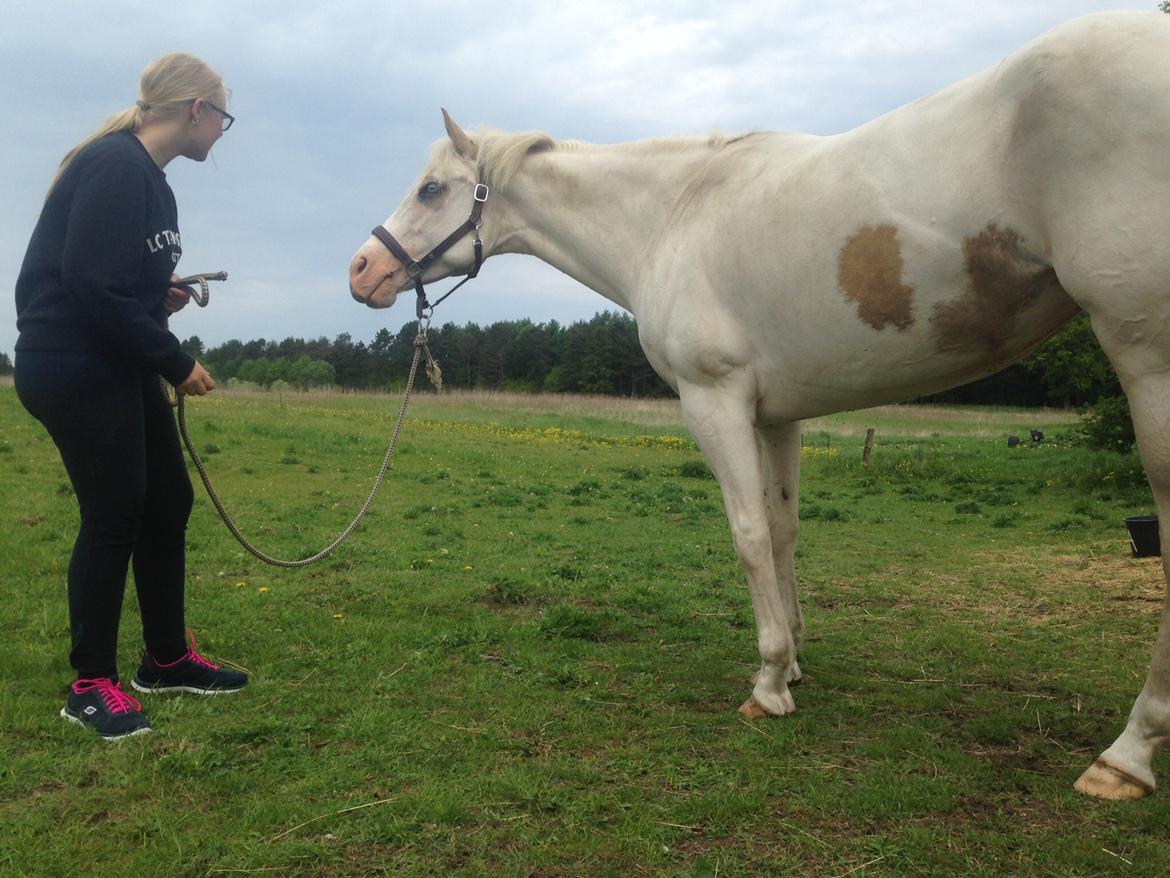 Paint CW Snow Qween billede 6